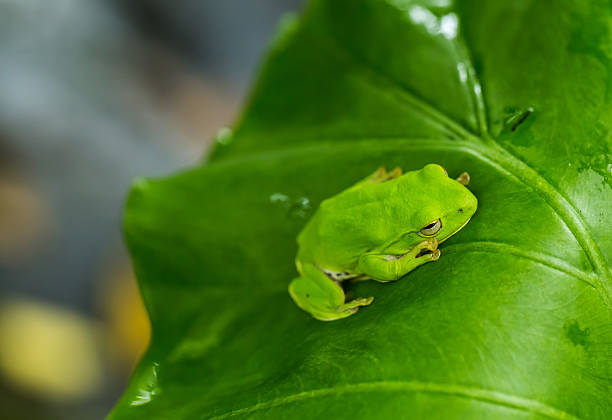 eyed tree frog or gaudy leaf frog or Agalychnis callidryas a arboreal hylid native to tropical rainforests in Central America in panama and costa rica . Mistakenly also called the Green Tree Frog
