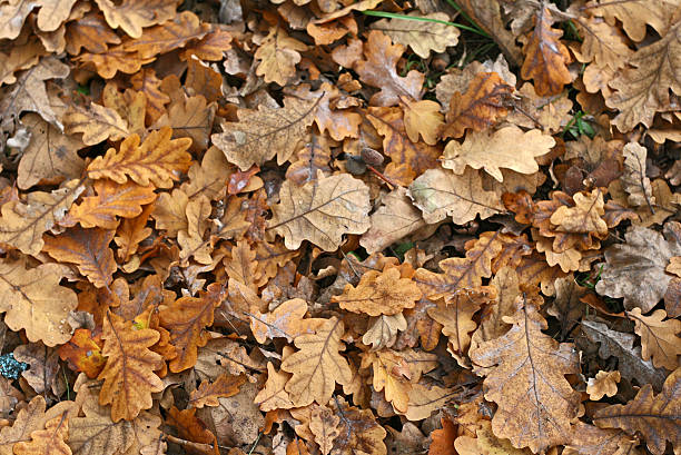 istock Autumn oak leaves 615490808