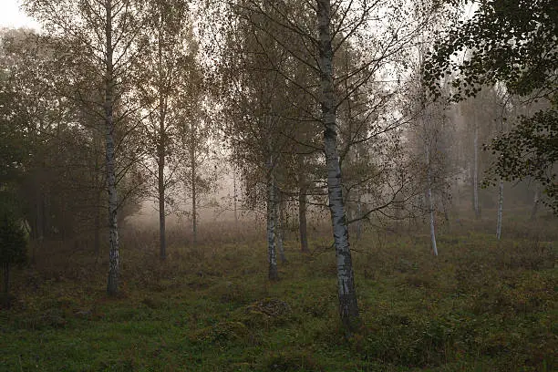 Mist in the autumn birchforest