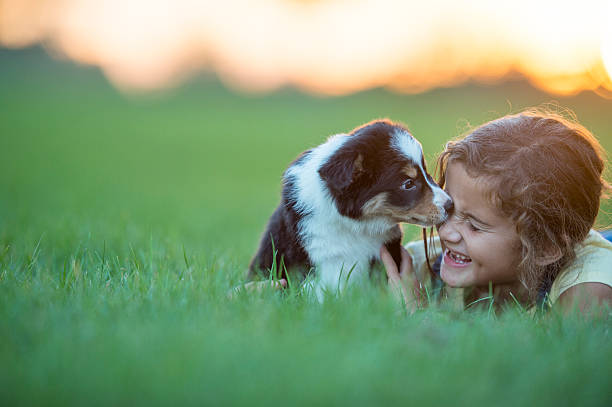 Child and Puppy A girl plays with her puppy in a field at sunset during the summer. She smiles while holding the dog. border collie puppies stock pictures, royalty-free photos & images