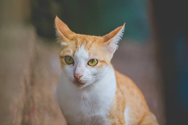 istock Orange kitten sitting with eyes looking 615494472