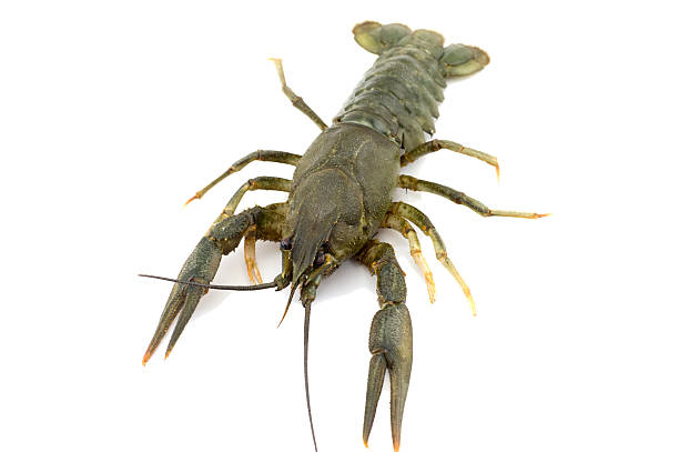 istock Live crayfish close up on a white background raw 615495060