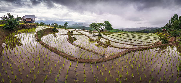 istock Rice fields on terraced with sky colorful at Chiang 615495260