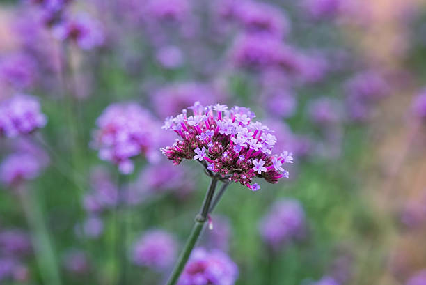 istock Blooming Verbena garden 615495620