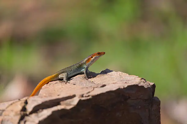 Male african lizard sunbathes on a rock