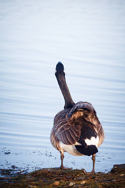 istock Goose walking on the lake in Helsinki, Finland 615498258