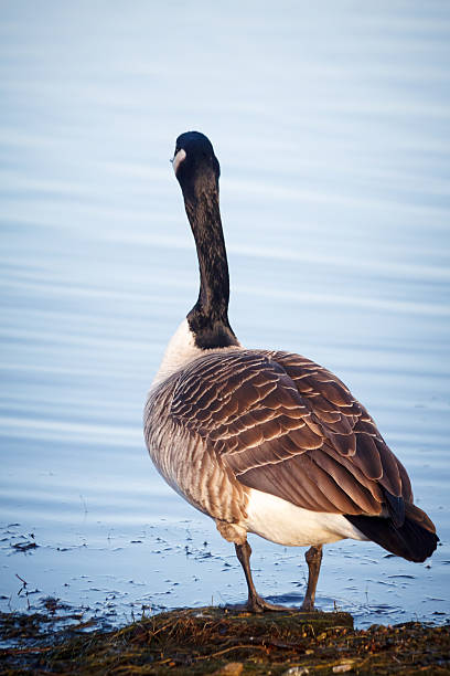 istock Goose walking on the lake in Helsinki, Finland 615498380