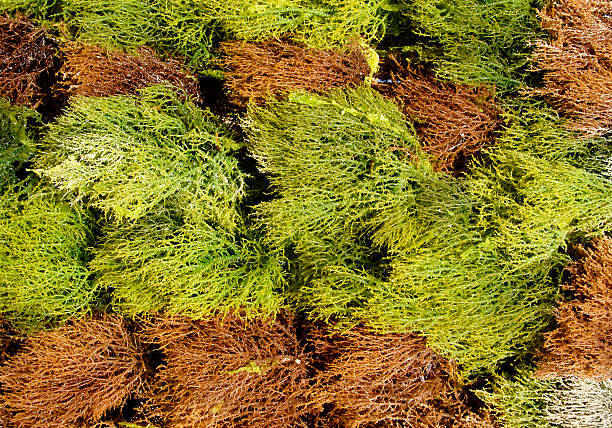 Seaweed is drying,Kiwengwa beack,Zanzibar,Tanzania Close-up of cultivated seaweed drying on Kiwengwa beach in Zanzibar,Tanzania. seaweed farming stock pictures, royalty-free photos & images