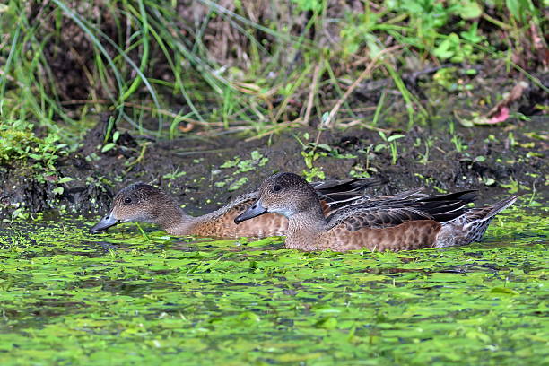 istock wild duck wigeon the summer in Siberia 615499754