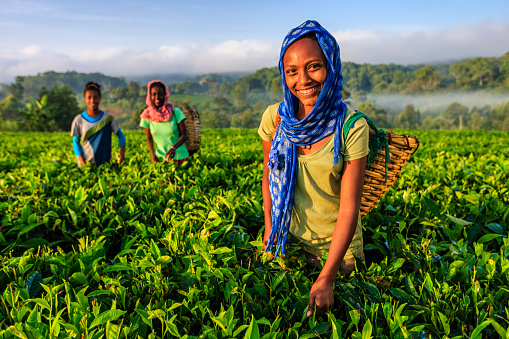 Mujeres africanas arrancando hojas de té en la plantación, África oriental photo