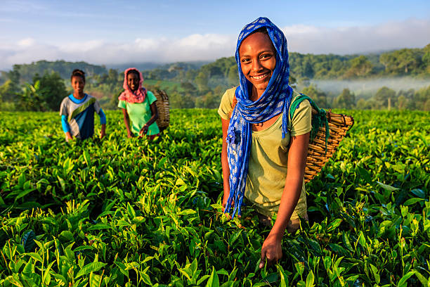 mujeres africanas arrancando hojas de té en la plantación, áfrica oriental - village africa ethiopian culture ethiopia fotografías e imágenes de stock