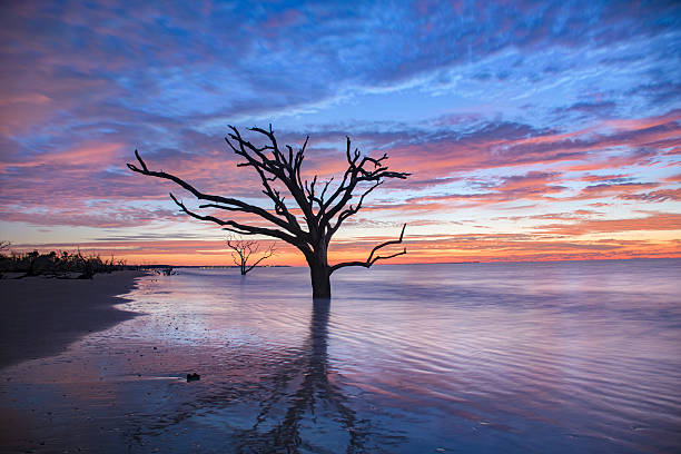 Bone Yard Sunrise Botany Bay Beach Edisto Island Bone Yard Sunrise at Botany Bay Beach on Edisto Island, near Charleston dead live oak tree driftwood in ocean waves. edisto island south carolina stock pictures, royalty-free photos & images