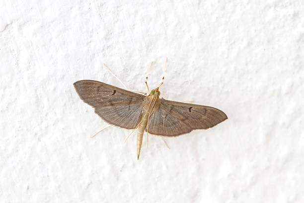 istock Close up of moth 615500500