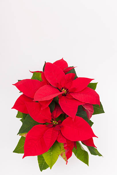 istock Still life of red flowers 615500506