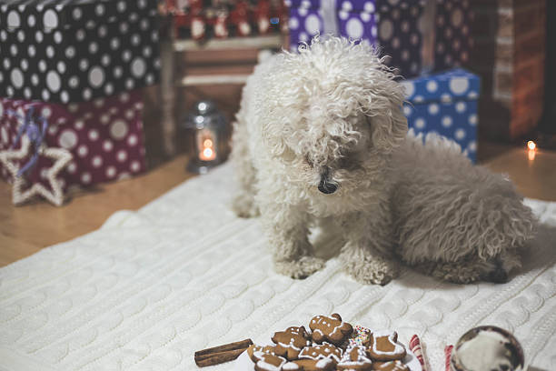 istock Two bichon frise dogs lying near a fireplace 615502132