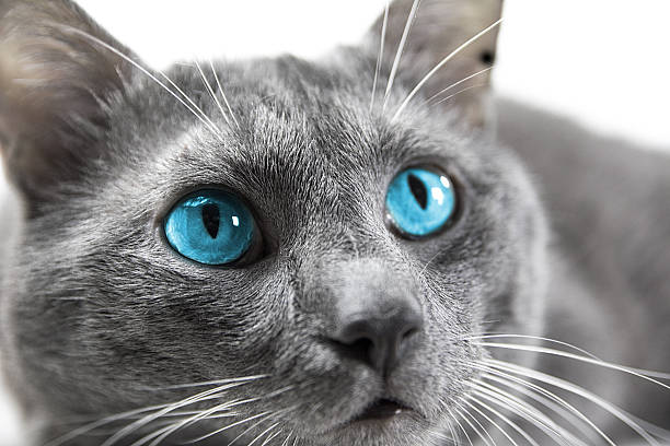 gray-cat-with-beautiful-blue-