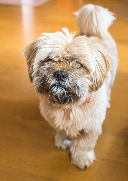 istock Beautiful milk chocolate havanese dog 615502586