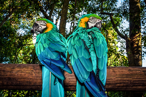 Photo of a South African beautiful bird, two big colorful macaw parrot in the forest sitting on the tree and looking to different sides, parakeet with blue wings, wild animals, Ara portrait, wildlife