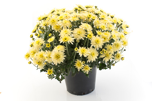 Yellow Chrysanthemum Potted Isolated on White.