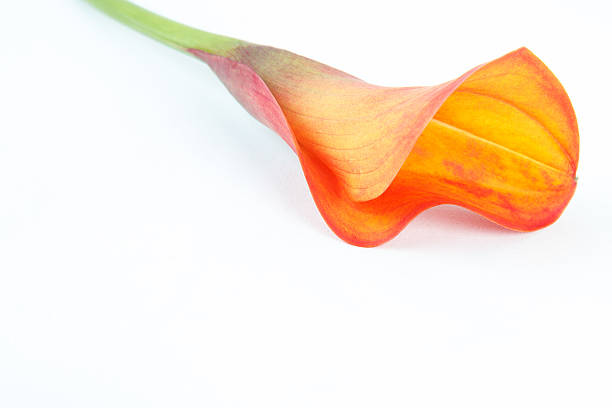 istock Orange Calla Lily isolated on white background 615504706