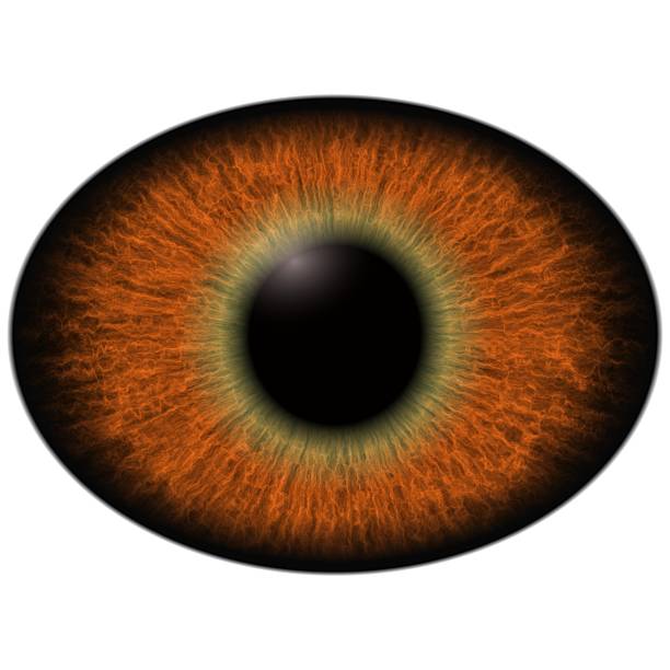 istock Lizard eye.  Isolated brown elliptic eye,  with striped iris 615504908