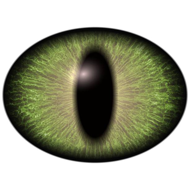 istock Bright green elliptic eye, narrowed  iris. Big lizard  eye 615505150