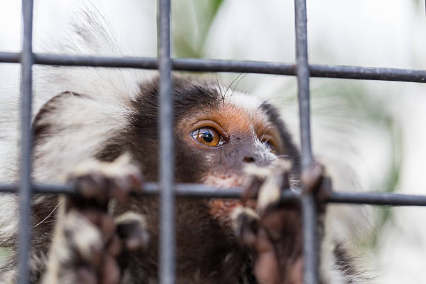 istock Common marmoset (callithrix jacchus) looking through bars of its cage 615505428