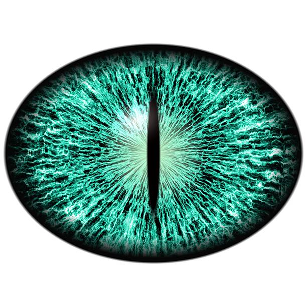 Green animal eye with large pupil and bright retina stock photo