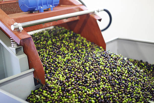 Olives for olive oil production stock photo