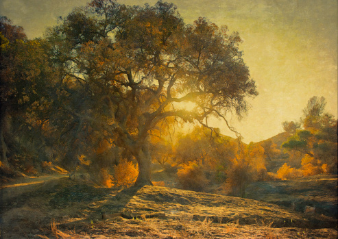 Digital oil painting of an oak tree at sunset