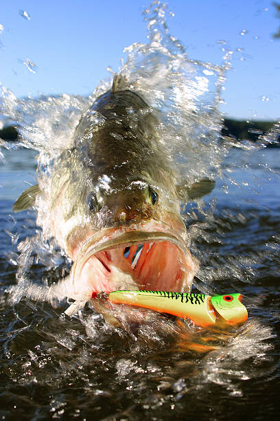 Largemouth Bass with Surface Lure A largemouth bass caught on a surface lure jumps in the air as it fights a fisherman. black sea bass stock pictures, royalty-free photos & images