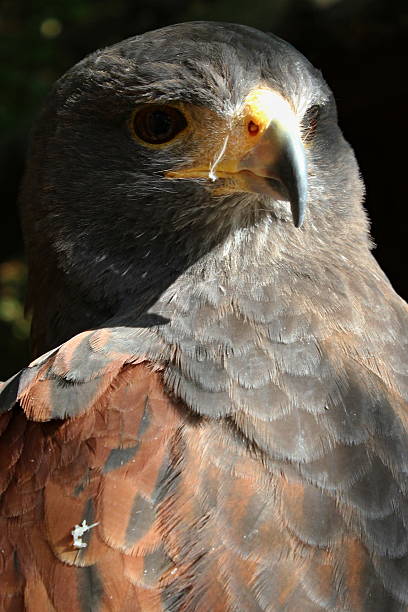 istock bird of prey 615507320