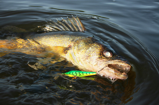 A large walleye caught on a minnow lure swims at the surface as it nears a fisherman's boat.