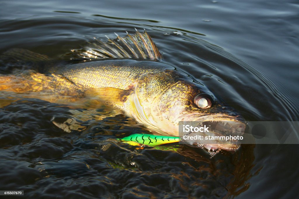 Walleye With Minnow Lure Stock Photo - Download Image Now - Walleye,  Freshwater Fishing, Horizontal - iStock