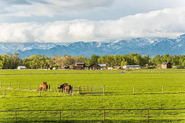 Photo of Two horse couples interacting in rural farm