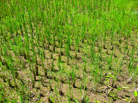 Green rice terraces at Bali island, Indonesia