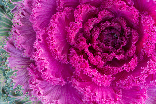 Pink flowering leaf cabbage close-up, good for cool-season garden (spring, autumn, mild winter). Purple abstract nature vegetation background.