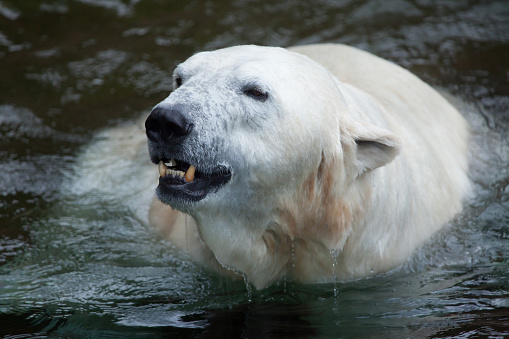 Polar bear (Ursus maritimus) swimming. Wildlife animal.