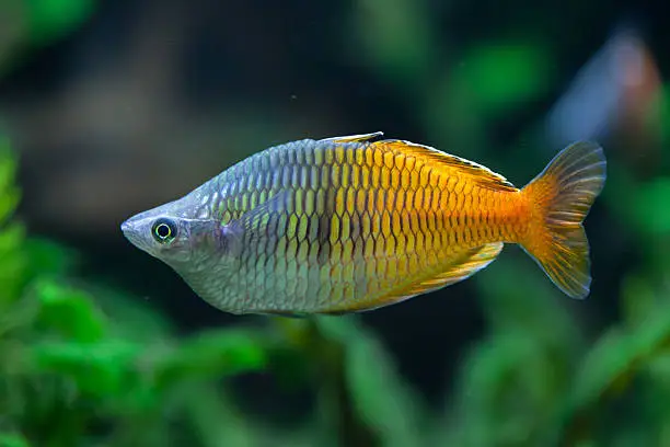 Boeseman's rainbowfish (Melanotaenia boesemani). Wildlife animal.