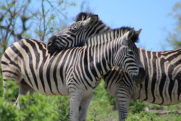 istock Pair of Zebras 615510180