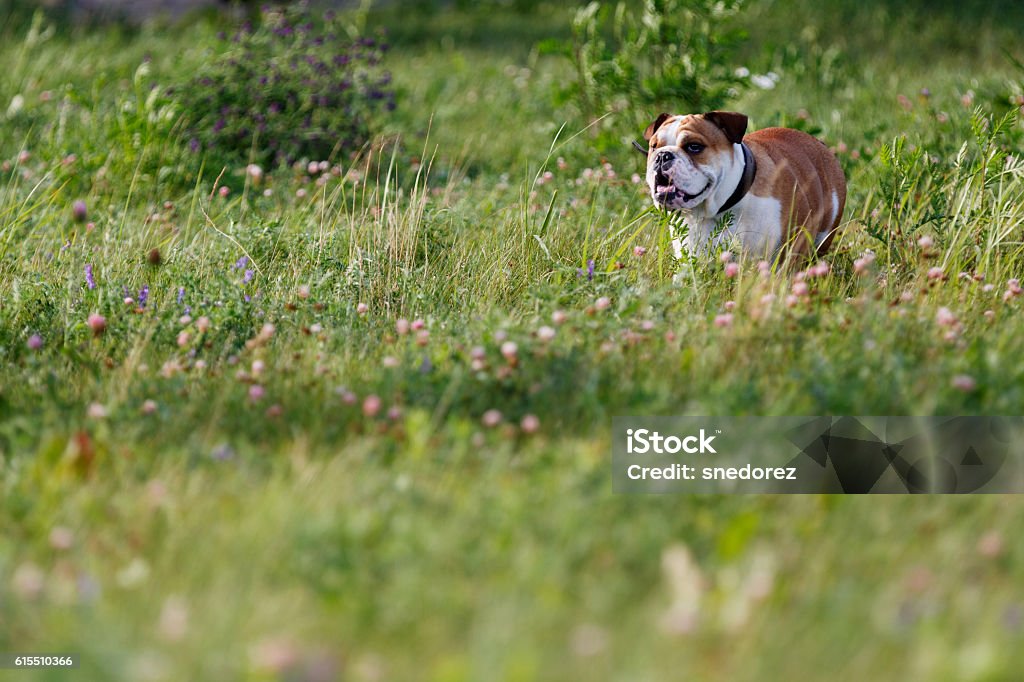 Perro Feliz Bulldog Inglés Corriendo Por El Prado Con Flores Foto de stock  y más banco de imágenes de Aire libre - iStock