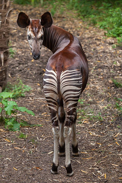 Okapi (Okapia johnstoni). Okapi (Okapia johnstoni). Wildlife animal. Okapi stock pictures, royalty-free photos & images