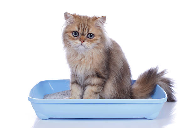 Cat in litter box Cute cat sitting in litter box Impurities stock pictures, royalty-free photos & images