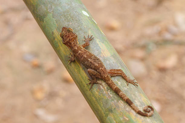 istock Ulber's Gecko in tropical forest 615511902