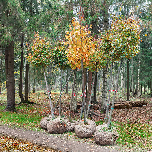 istock Trees with roots in burlap are ready for planting 615512194