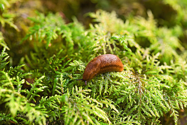 istock Slug on the green grass lit with the sun 615512360