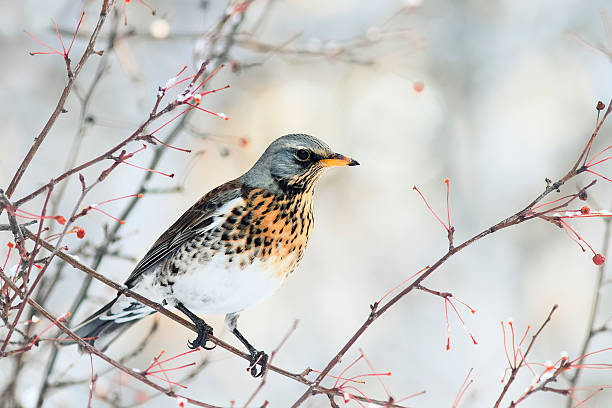istock bird speckled thrush sitting on a branch with berries 615512644