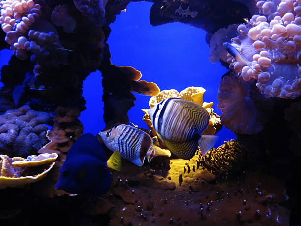 istock Underwater coral reef in red sea life 615515566