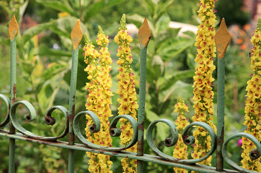 Beautiful verbascum flowers and an old metal fence.