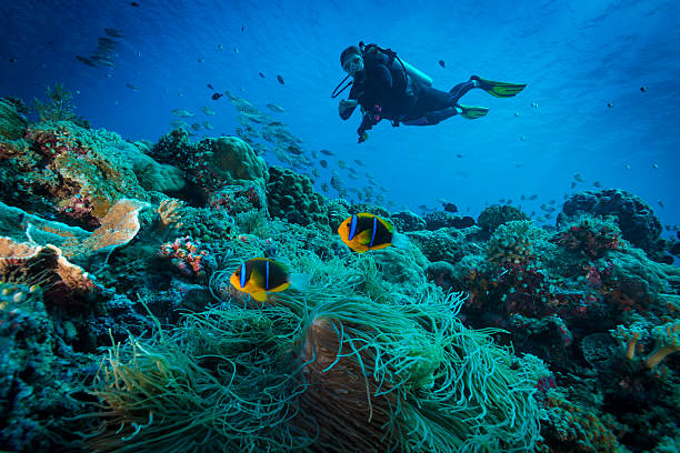 clarks anemonefish und diver - palau - deep sea diving stock-fotos und bilder